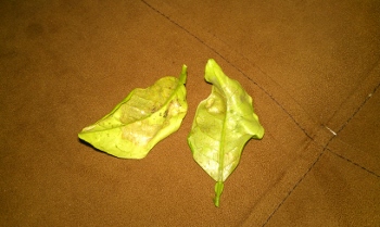 تصویر پرسش و پاسخ گیاه